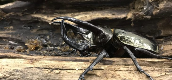 虹亀商店のお休みのお知らせ